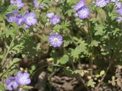 Phacelia hirsuta