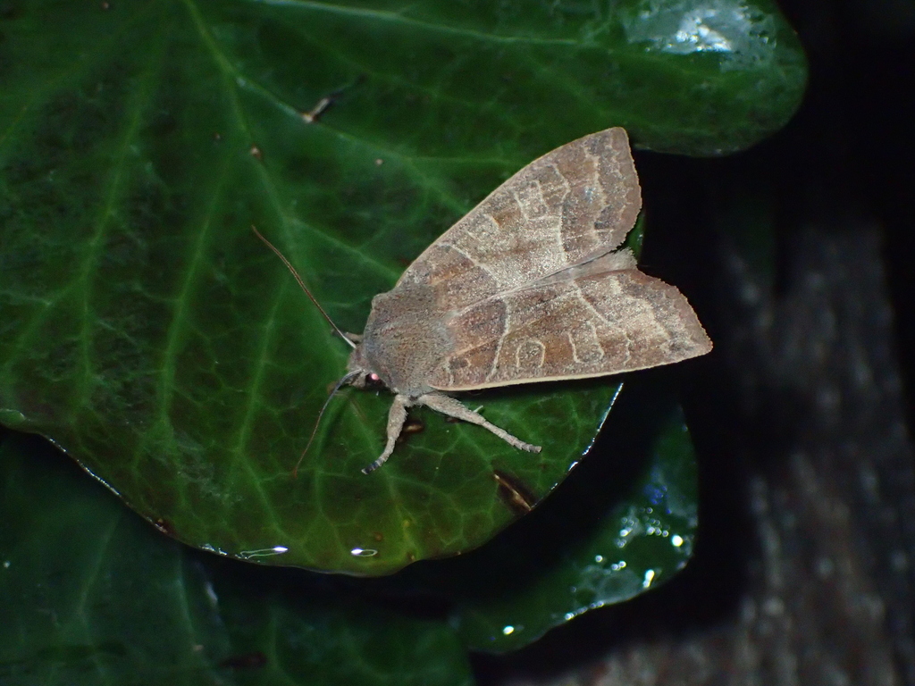 AI糖蜜に来たウスミミモンキリガ