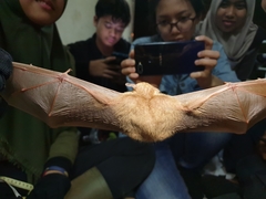 Macroglossus minimus