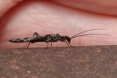 Zapada