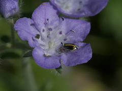 Phacelia hirsuta