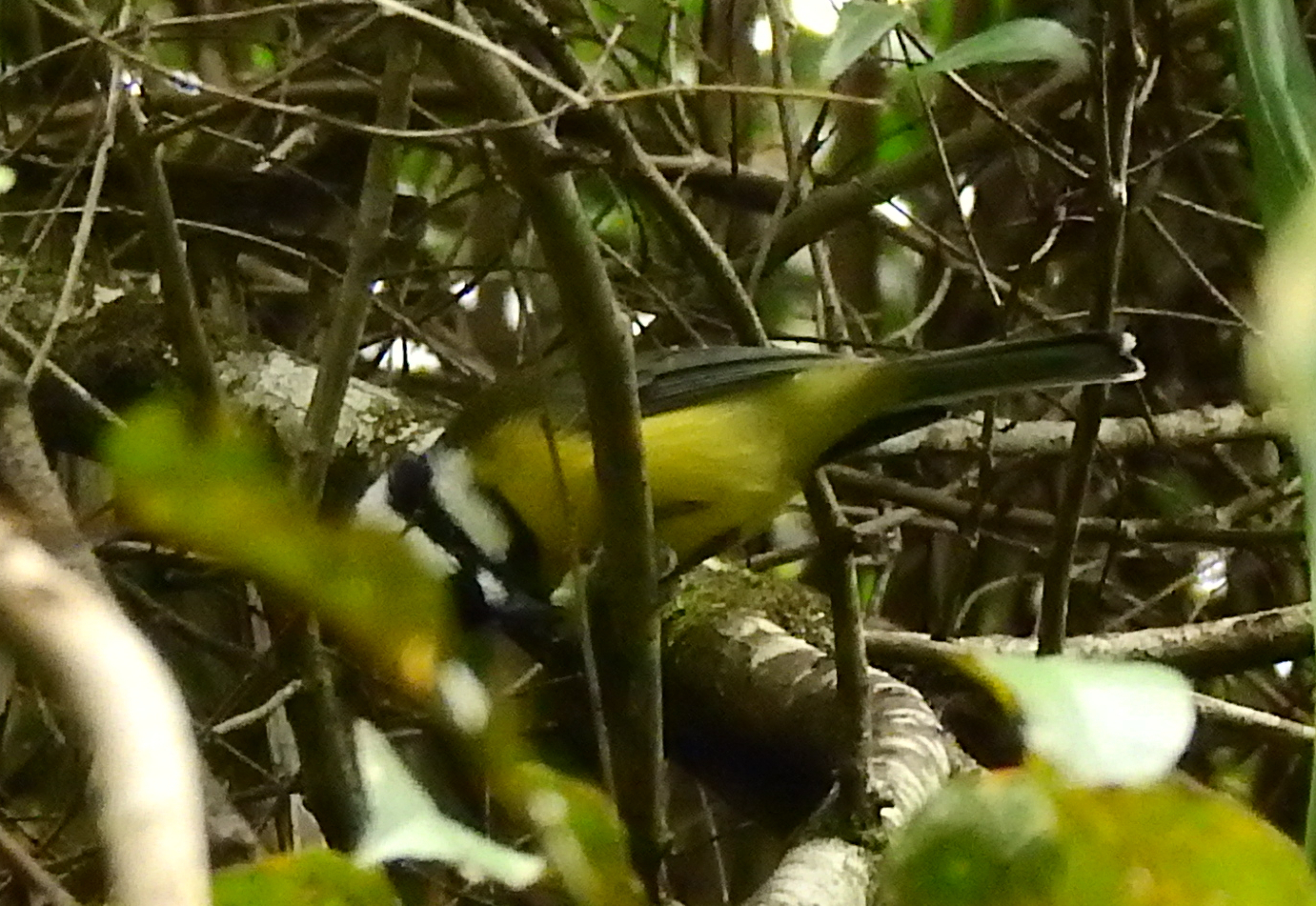 Eastern Shriketit (Falcunculus frontatus), photo 3
