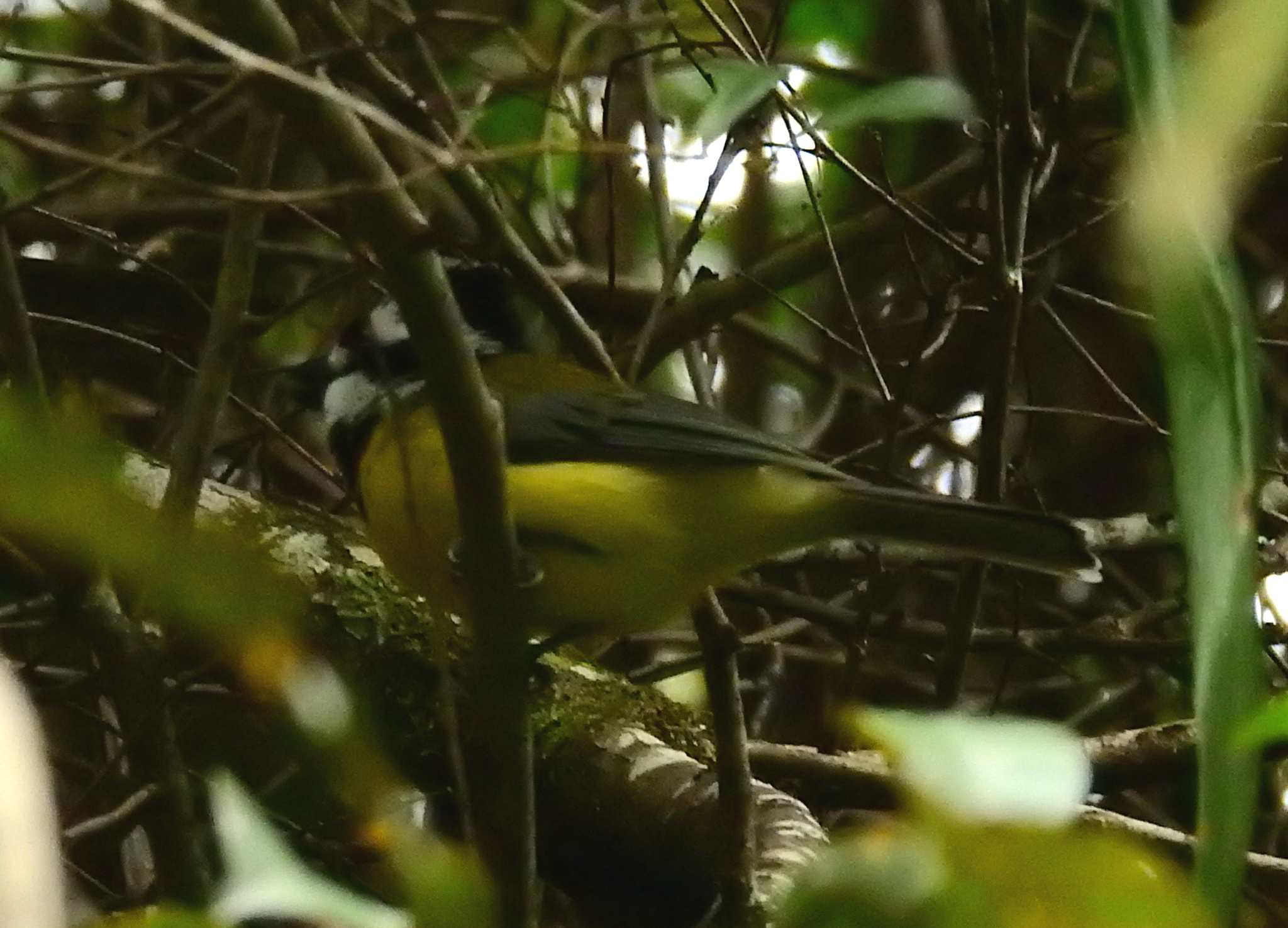 Eastern Shriketit (Falcunculus frontatus), photo 4