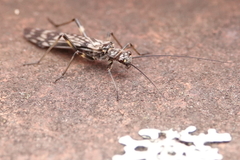 Zapada