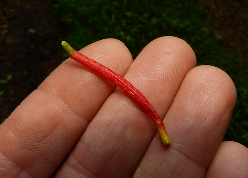 Shiny-leaved Mistletoe (Benthamina alyxifolia)