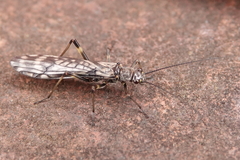 Zapada