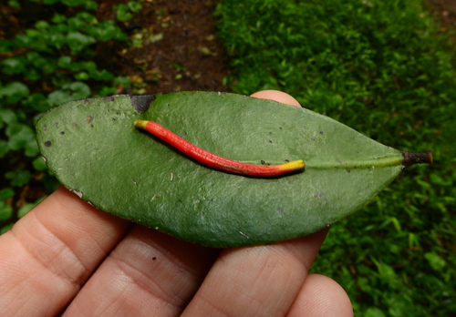 Benthamina alyxifolia, photograph 3
