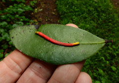Benthamina alyxifolia, photograph Samuel Frankel, CC BY, iNaturalist via GBIF