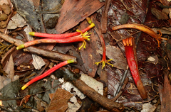 Benthamina alyxifolia, photograph Samuel Frankel, CC BY, iNaturalist via GBIF