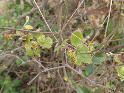 Image of Vitis thunbergii by no rights reserved