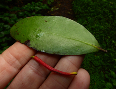 Benthamina alyxifolia, photograph Samuel Frankel, CC BY, iNaturalist via GBIF