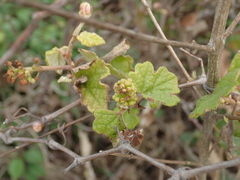 Vitis thunbergii