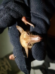 Macroglossus minimus