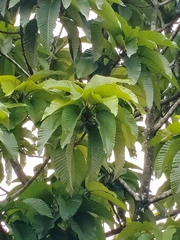 Dipterocarpus
