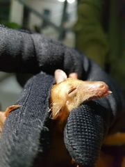 Macroglossus minimus