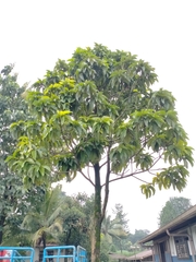 Dipterocarpus