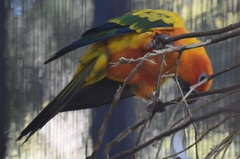 Aratinga solstitialis