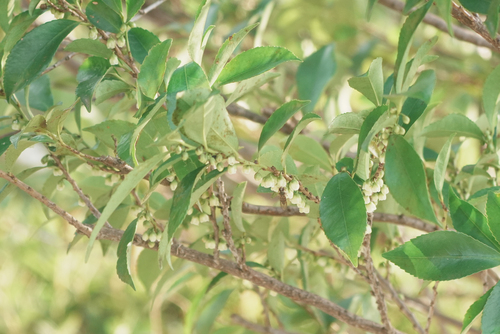 Eurya japonica, photograph 6