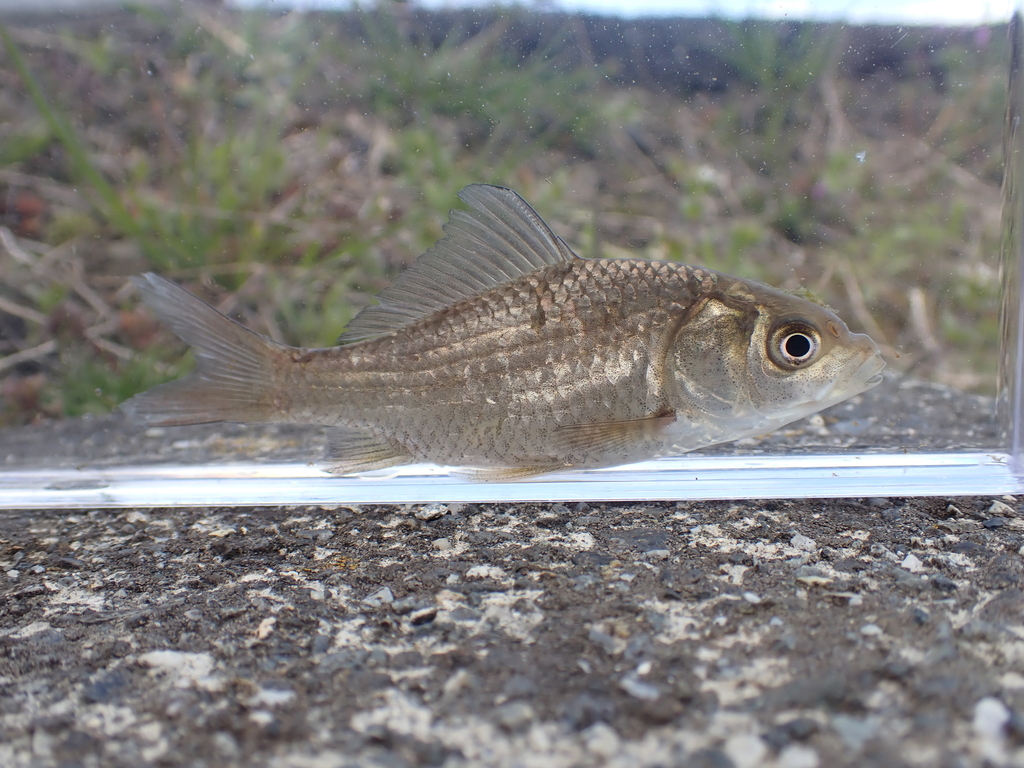 Japanese silver crucian carp (Carassius langsdorfii) — Cyprinidae
