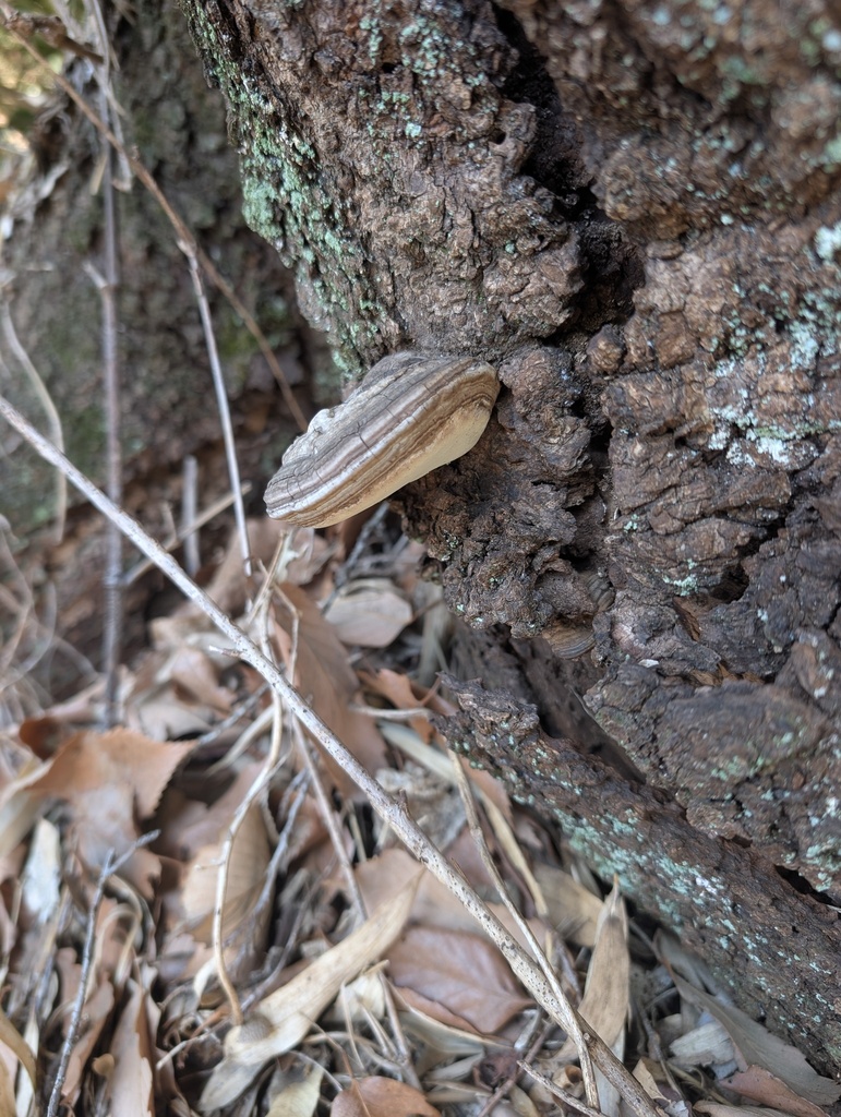 Ganoderma applanatum · March 2026 · photo: © atsushi_nakajima_cirque (iNaturalist, cc-by)