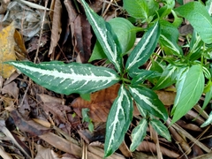 Syngonium wendlandii