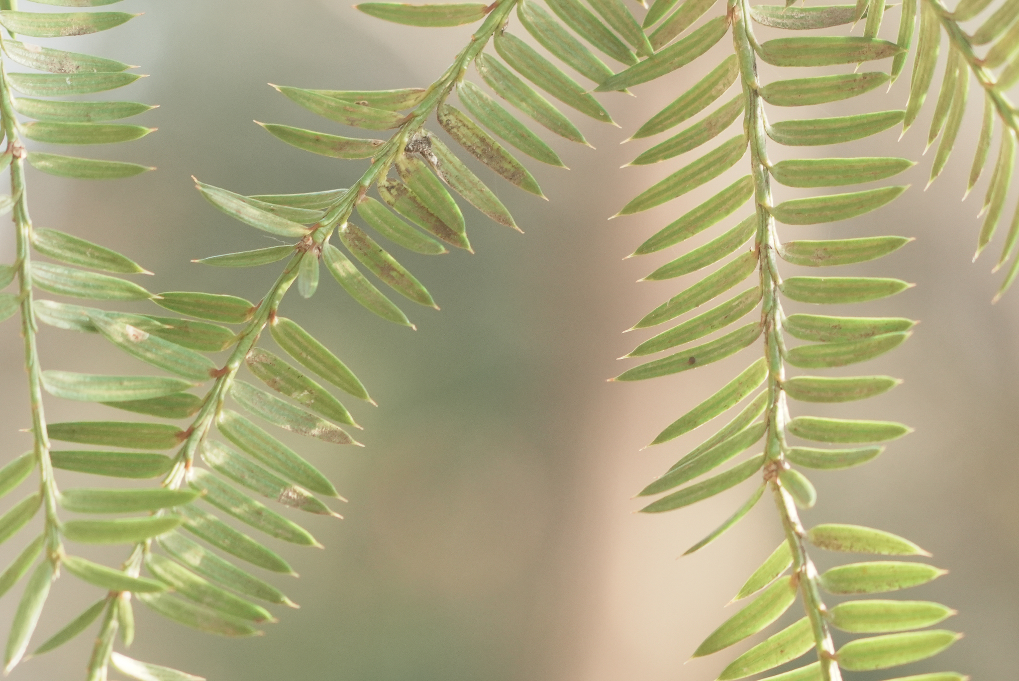 Japanese Torreya (Torreya nucifera)