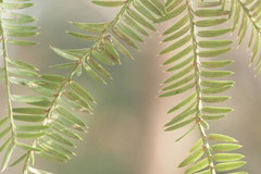 Torreya nucifera, photograph (c) WATANABE Hitoshi 渡辺仁, some rights reserved (CC BY)