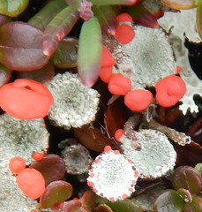 Cladonia borealis