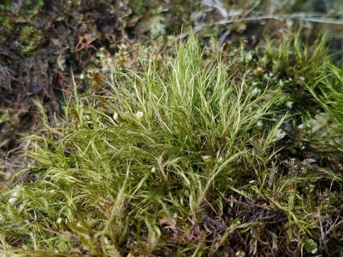 Flexitrichum gracile observed 2026-03-15
