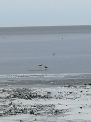 Haematopus ostralegus