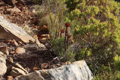 Rochea (Crassula coccinea)