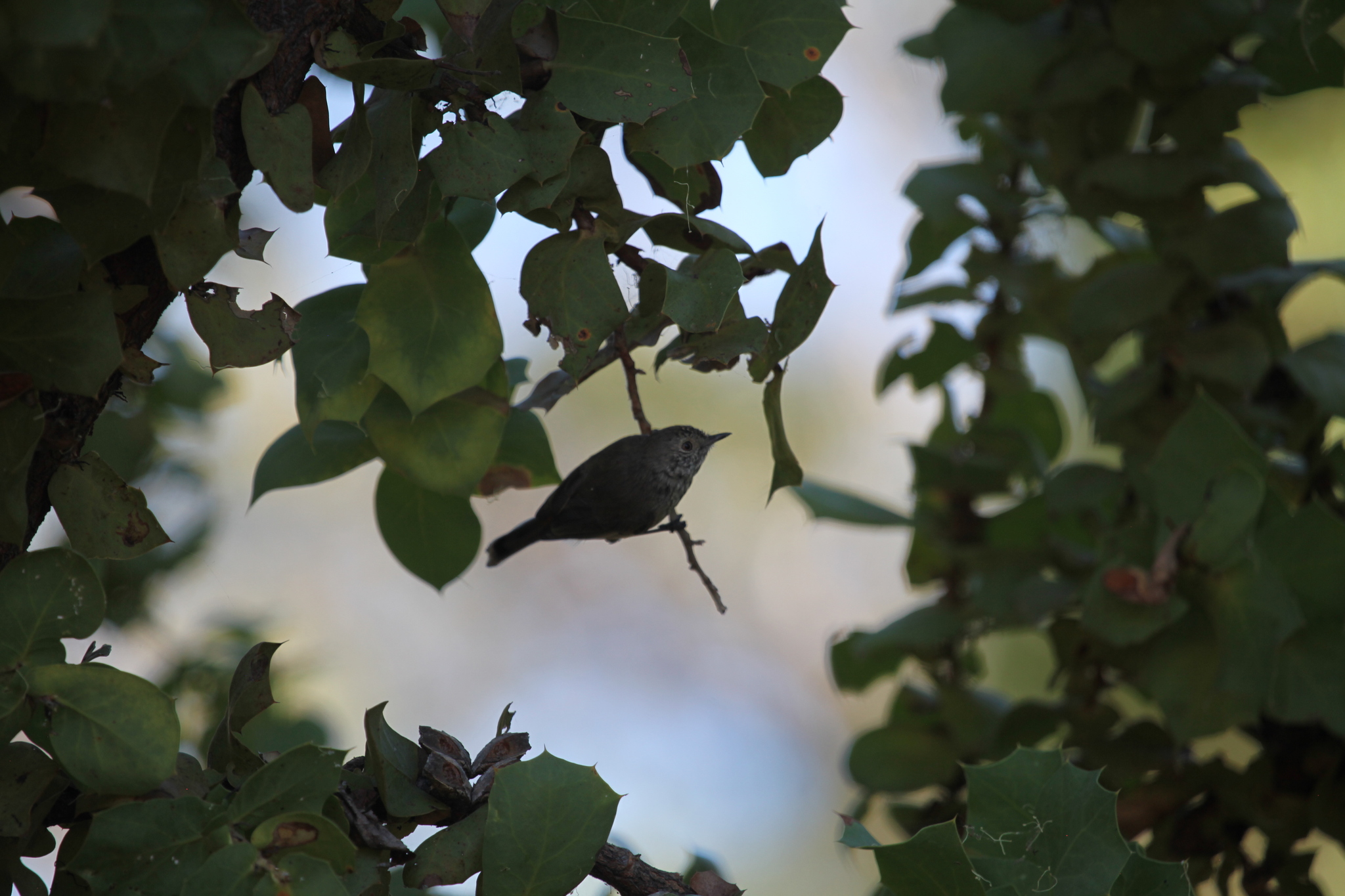 Inland Thornbill (Acanthiza apicalis), photo 2