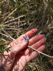 Carlowrightia parviflora, photograph (c) Jackie T, some rights reserved (CC BY)