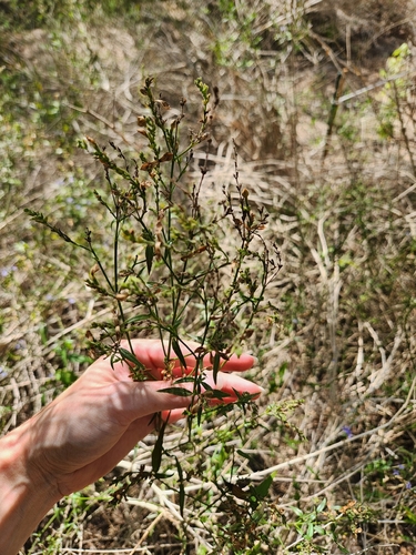 Carlowrightia parviflora, photograph 4