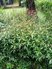 Hemigraphis glaucescens