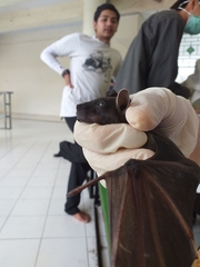 Cynopterus titthaecheilus