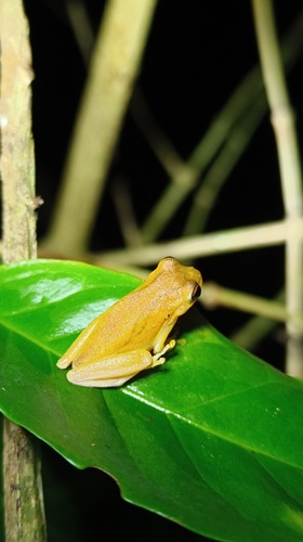 Lesser Tree Frog