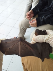 Cynopterus titthaecheilus