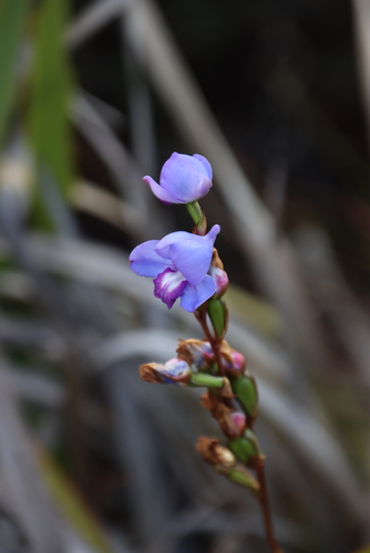 Grass Disa (Disa graminifolia)