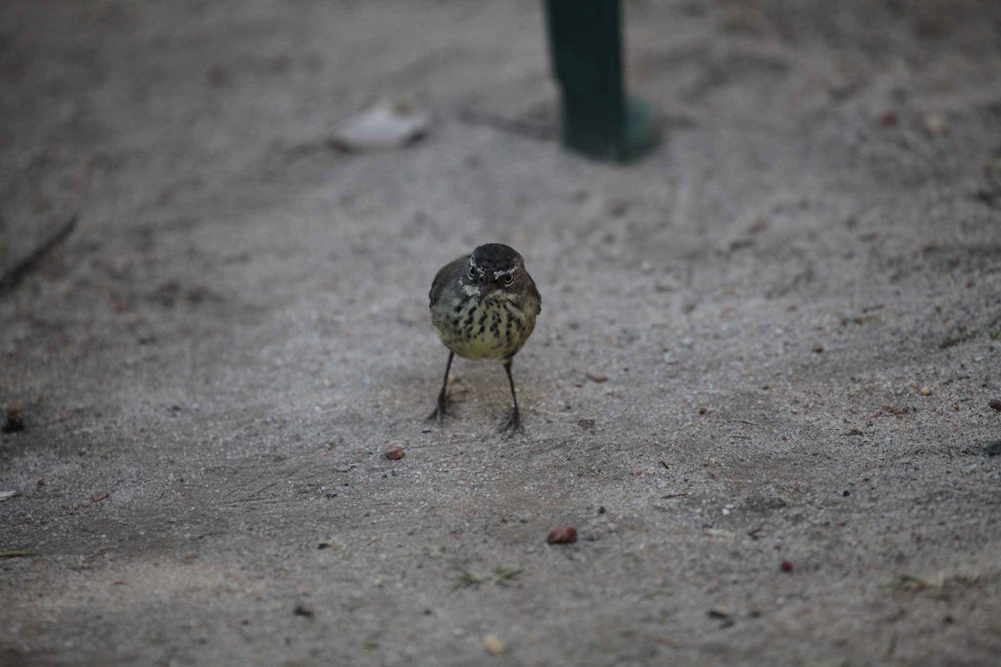Spotted Scrubwren (Sericornis maculatus), photo 6