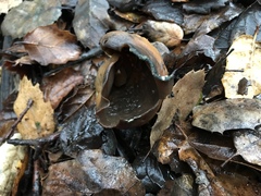 Otidea alutacea