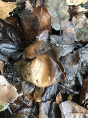 Otidea alutacea