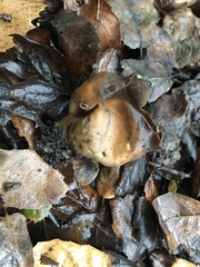 Otidea alutacea