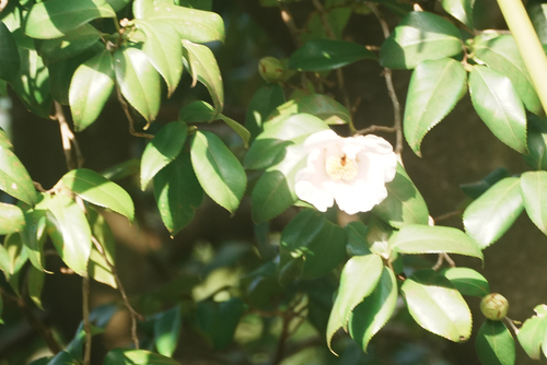 sasanqua camellia (Camellia sasanqua)