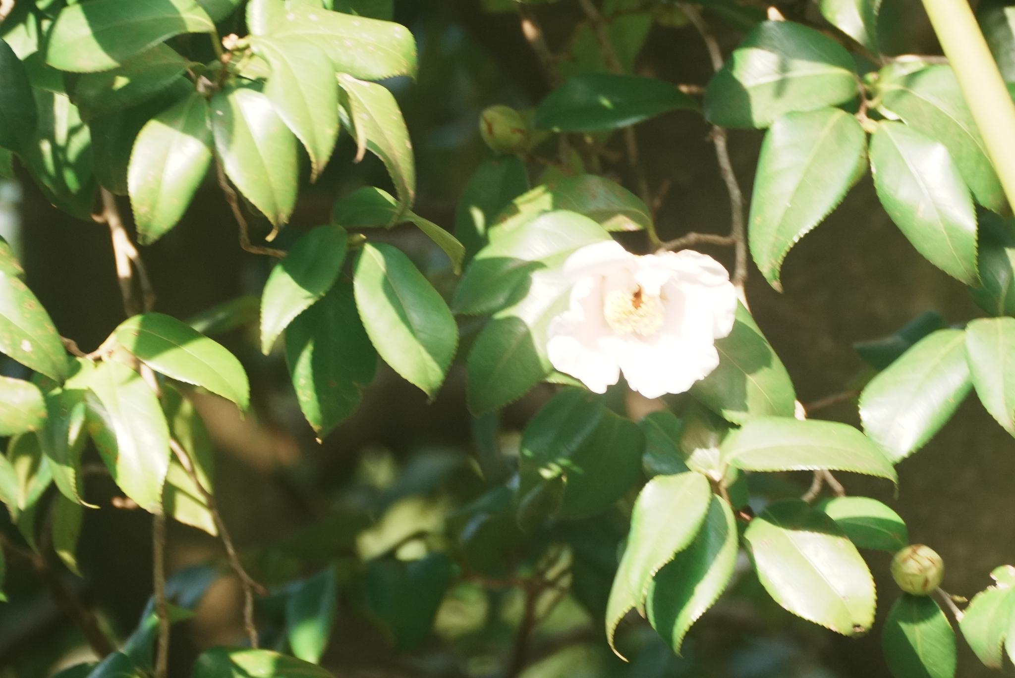 Sasanqua Camellia (Camellia sasanqua)