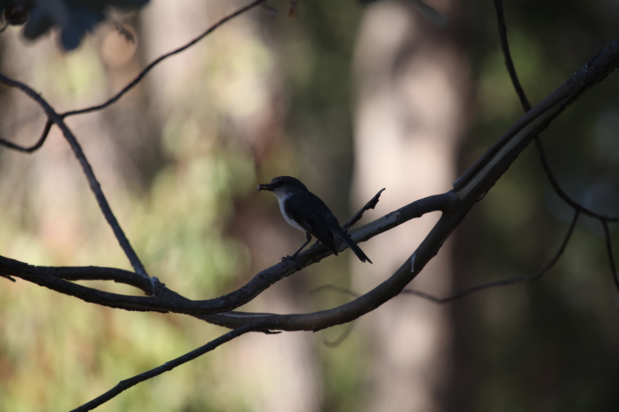 White-breasted Robin (Eopsaltria georgiana), photo 4
