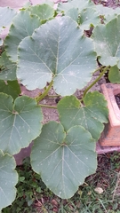 Cucurbita maxima maxima