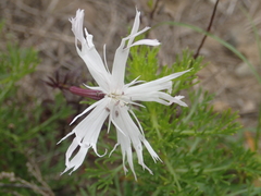 Silene fissipetala