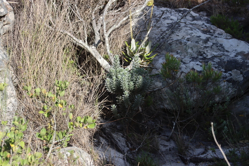 Tall Silverpea (Xiphotheca fruticosa)