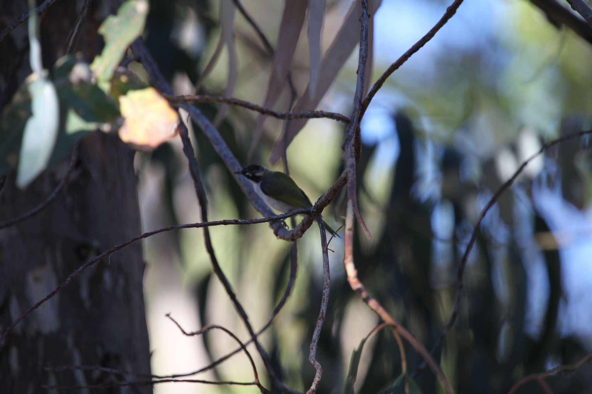 Gilbert's Honeyeater (Melithreptus chloropsis), photo 9